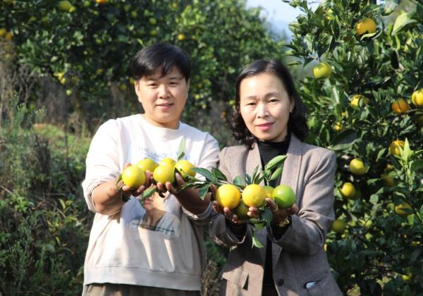 湖南麻阳：电商扶贫 “橙”意满满