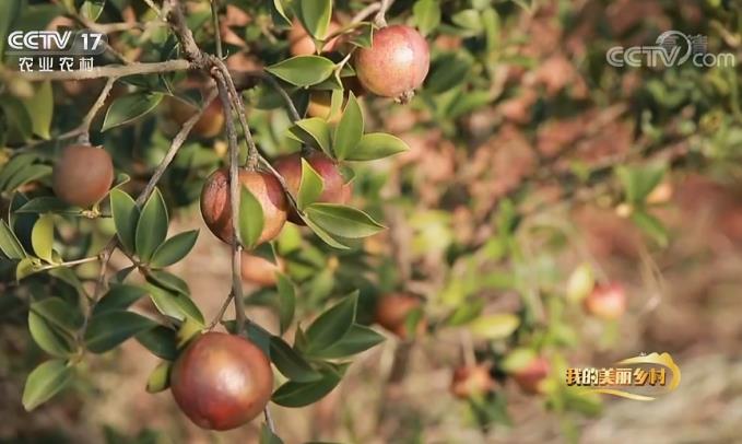 湖南油茶“端”上央视 惠农网助力走俏“云端”