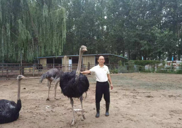 凤阳“鸵鸟大王”韩见斌：十年培育“致富鸟”，带动50余户增收