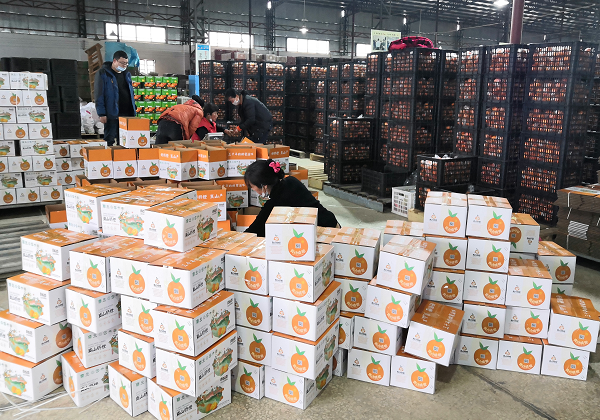 惠农网联合腾讯微视扶贫助农—— 一条短视频，卖出扶贫脐橙71150斤！