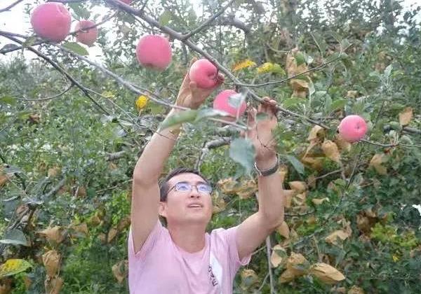 宜川刘雪锋 ：漂泊十年返乡创业，凭一己之力3天销售苹果5万元