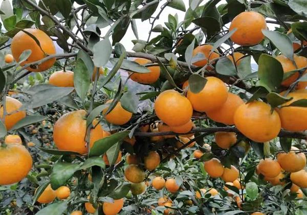 惠农网发布湖南柑橘产业电商大数据 在线交易量5年增长293倍