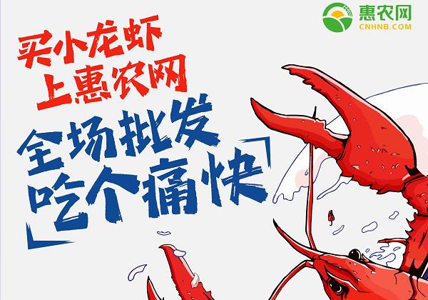 惠农网：小龙虾线上销售火爆 价格跳水交易高峰来临